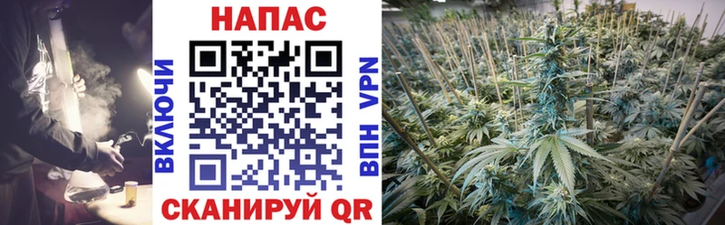 Конопля семена Полтавская